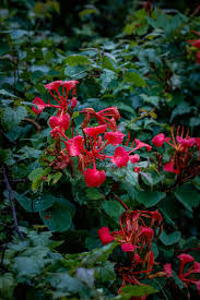 Image result for Launaea rarifolia