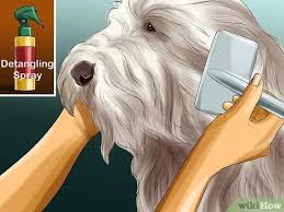 It's also extremely risky and dangerous to shave its hair: 3 Ways To Groom Maltese Dogs Wikihow