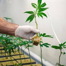 During the vegetative stage, a cannabis plant can grow two inches every single day. What Those With Cannabis Training Should Know About The Cannabis Flowering Stage Aaps