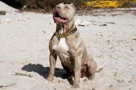 Hulk is a xxl pit bull owned by dark dynasty k9 kennel owners marlon and lisa grennan. Xl Xxl American Bully Bugatti American Bully American Luxor