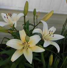 Largest selection of sola wood flowers online. Luv Sola Flowers Home Facebook