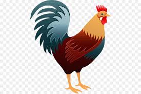 Hermosa polla blanca en la naturaleza. Gallo Pelea De Gallos Tiki Imagen Png Imagen Transparente Descarga Gratuita