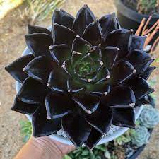 Do succulents have a lifespan? Black Succulents Exist Where To Buy Black Succulents Succulents Black Succulents Burgundy Succulent