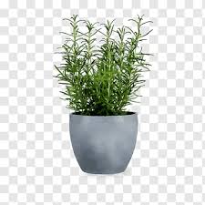 Green Grass Flowerpot Vase Houseplant Flowerpot Gardening Ceramic Flower Pot Plate Rosendahl Free Png In 2020 Taro Plant Dahlia Flower Garden French Hydrangea