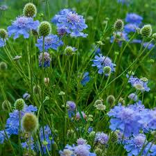 Image result for Scabiosa