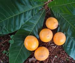 Image result for Pouteria