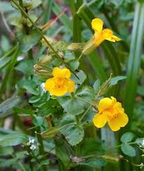 Image result for Phrymaceae