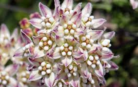 Sarcostemma Cynanchoides Fringed Twinevine Southwest Desert Flora In 2020 Desert Flowers Southwest Desert Bird Garden