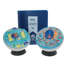 A plant cell is a eukaryotic cell that has a fixed the rectangular shape. Plant And Animal Cell Model Activity Set 1005486 W40223 Hubbard Scientific 2057 Biology Models Biology Teaching Models Cell Division Products Plant Cell Models