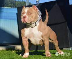 Is American Bully Dangerous American Bully Lover