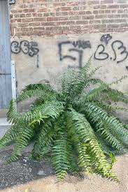 Image result for Nephrolepis biserrata