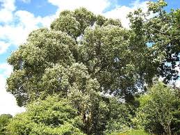 Image result for Quercus suber