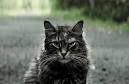 Pet Sematary star Leo the Cat dies mysteriously weeks ...