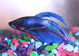(fix bloated betta fish problem) подробнее. How To Breed Betta Fish Siamese Fighting Fish Pet Ponder