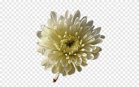 Coreopsis, alyssum, flower, dandelion, bottlebrush, yarrow, verbena, cleome, marigold, more. Chrysanthemum Transvaal Daisy Nursery Rhyme Cut Flowers Star Chrysanthemum Sleep Flower Png Pngegg