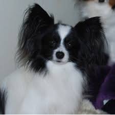 Most of our papillons for sale are energetic and fun loving, they play well, especially when well socialized. Black Diamond Papillons Papillon Breeder In Sweet Home Oregon