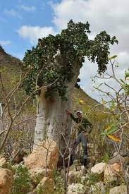 Trekking In Homhil Socotra Among Huge Adenium Obesum Cucumber Trees And Frankincense Trees Adenium Trees To Plant Tree