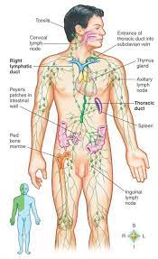 Fly Agaric Tincture And The Lymphatic System Lymphatic System Anatomy Lymphatic System Lymphatic
