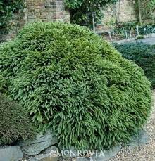 A superb selection that retains a natural, dense, dome shape with little care. Dwarf Japanese Cedar Conifers Garden Plants Garden Shrubs