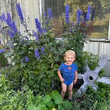 Image result for Delphinium