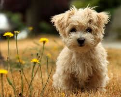 I Love It When I Catch You Looking At Me Then You Smile And Look Away Cute Animals Fluffy Puppies Cute Dogs