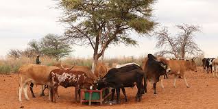 Lands that have been seeded, usually to introduced species (e.g., tall fescue) or in some cases to native plants (e.g., switchgrass). Improving Rangeland And Livestock Management In Namibia Millennium Challenge Corporation