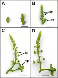 Image result for Euphorbia corniculata