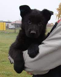 7 Week Old Black German Shepherd Puppy Dog Breed Information Black German Shepherd Puppies Baby German Shepherds German Shepherd Puppies