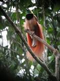 Image result for List of Birds of Papua New Guinea
