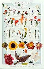 Pin On Edible Flowers