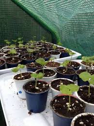 Ne Jetez Plus Les Capsules Nespresso Voici 19 Facons Etonnantes De Les Reutiliser Nespresso Techniques De Semis Pot De Fleur Exterieur