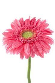 Http Www Colourbox Com Preview 4015027 732759 Pink Gerbera Daisy Flower Jpg Gerbera Daisy Gerbera Flower Pink Gerbera