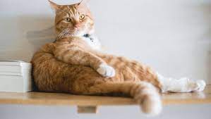 kedim kac yasinda kedilerin yasi nasil ogrenilir hizli hesap petzz blog