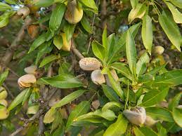 As we are orchardists and grow most of the varieties we sell we can give you expert advice on what varieties will suit your environment, how to grow them, where to grow them and when the fruit will ripen. Almond Tree Self Pollinating Diaco S Garden Nursery Melbourne
