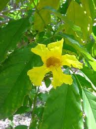 Image result for Markhamia lutea