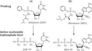 Check spelling or type a new query. Sofosbuvir Terminated Rna Is More Resistant To Sars Cov 2 Proofreader Than Rna Terminated By Remdesivir Scientific Reports