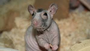 Kali saya akan memberikan postingan tentang anggota badan dengan bahasa arabnya. Tikus Botak 28 Gambar Berapa Banyak Sphinx Hidup Bagaimana Untuk Menjaga Tikus Hiasan Rumah