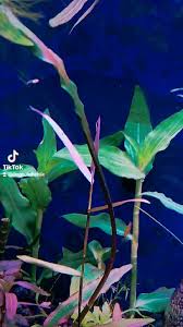 Image result for Floscopa sp.no.1