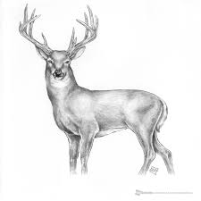 Pin By Jose Luis On Man Cave Inspiration Deer Drawing Easy Animal Drawings Deer Sketch