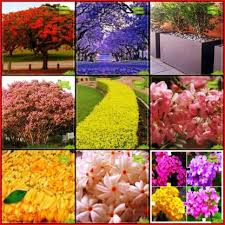 Germination of jacaranda seeds can begin in 10 to 12 days. Ohhsome Garden Plant Seeds Combo Tree Seeds Jacaranda Gulmohar Orange Jessamine Pride Of India Champak Golden Dewdrop Pink Shower Night Flowering Jasmine Tickberry Kitchen Garden Pack Seed Price In India Buy