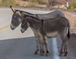 Image result for donkeys in the hills of Cali