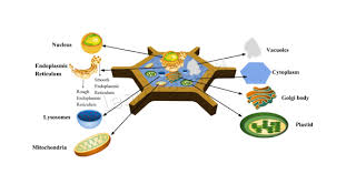Colorful animations make these flash games as fun as it is educational Cell Organelles And Their Functions Quiz Proprofs Quiz
