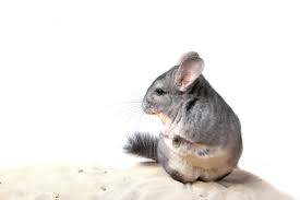 Contact british shorthair schoenweg chinchilla kittens in florida on messenger. Think Chinch To Cinch Sales Pet Age