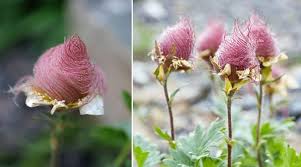 Learn How To Grow Creeping Avens The Garden Magazine