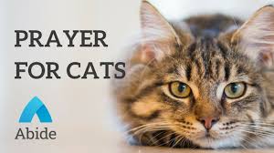 Heavenly father, please help us in our time of need, you have made us stewards of (name of pet). Christian Mediation Prayer For Your Cats Youtube