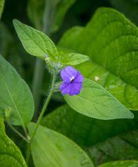 Image result for Browallia americana