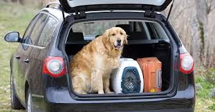 Organizza stage di «cani molecolari» tra puglia, basilicata e la calabria. Coronavirus Anche Cani E Gatti Possono Contagiarci Il Sole 24 Ore