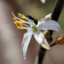 Image result for Chlorophytum subpetiolatum