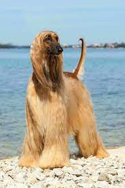 afgan tazisi guzel yaratiklar