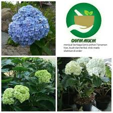 We did not find results for: Jual Bibit Tanaman Bunga Bokor Sudah Berbunga Bunga Hortensia Kota Bogor Cahyadimulya Tokopedia